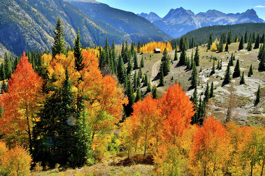 Molas Pass Aspens Photograph by Ray Mathis