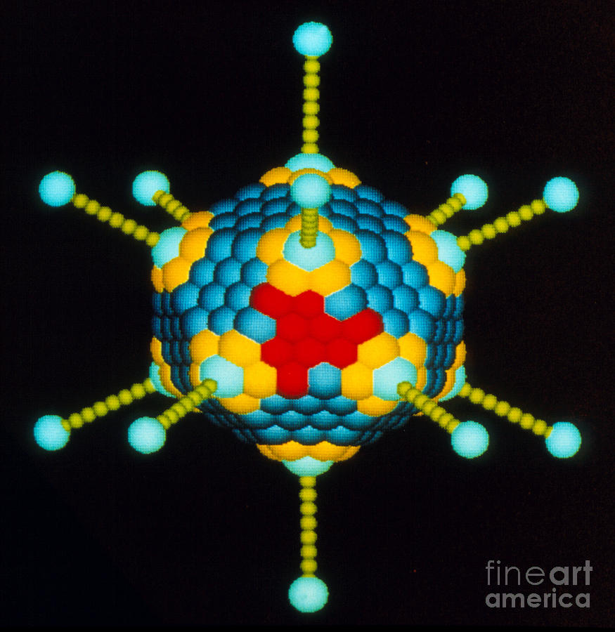 Computer Graphics Photograph - Molecular Graphics Model Of Adenovirus by Div. Of Computer Research & Technology, National Institute Of Health/science Photo Library