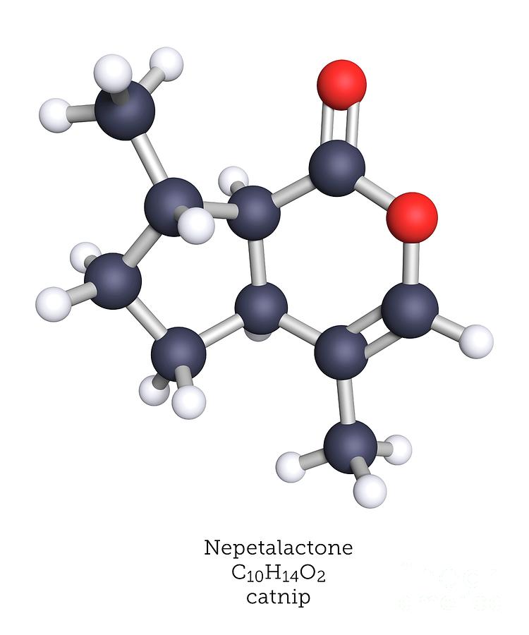 Molecular Model Of Nepetalactone Catnip Molecule Photograph by Greg Williams/science Photo Library