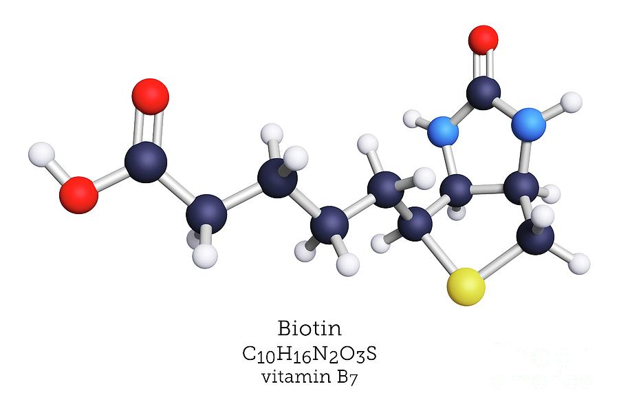 vitamin b7 structure