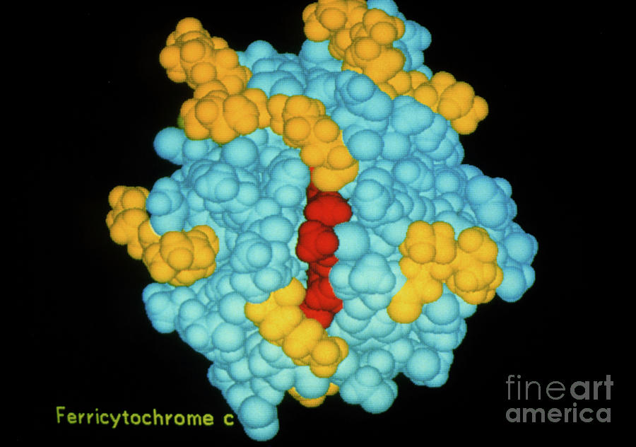 Computer Graphics Photograph - Molecular Structure Of Ferricytochrome C by Div. Of Computer Research & Technology, National Institute Of Health/science Photo Library