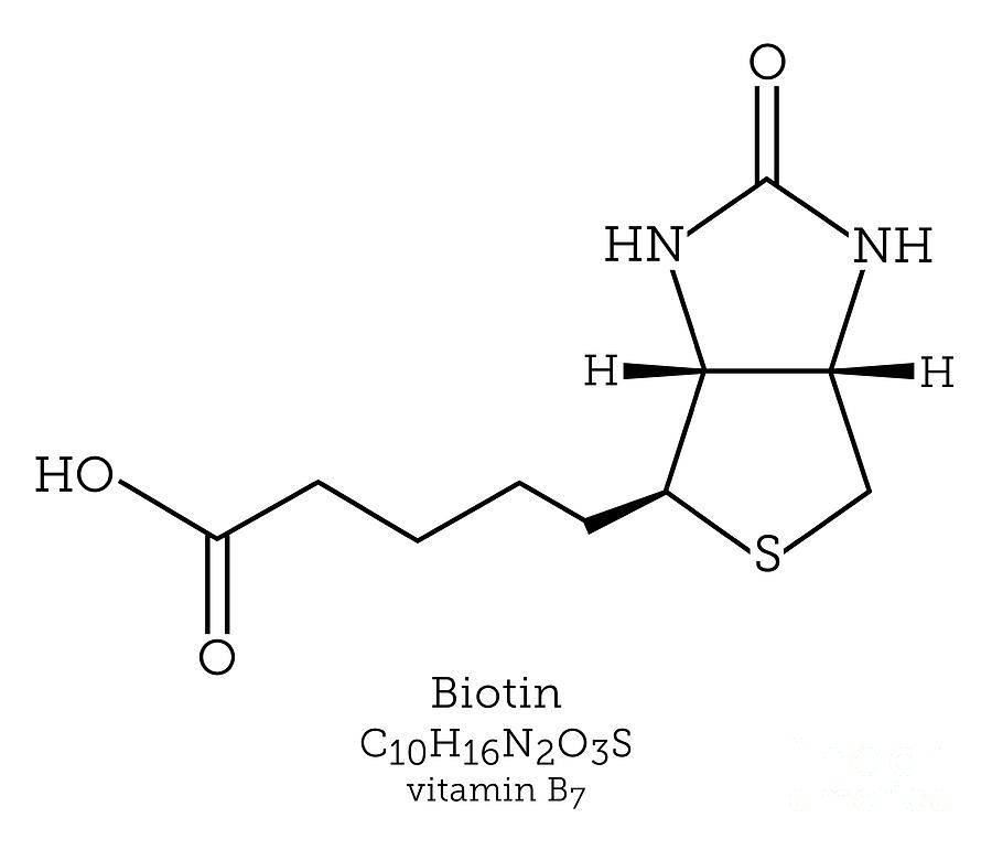 Vitamin B7 Structure