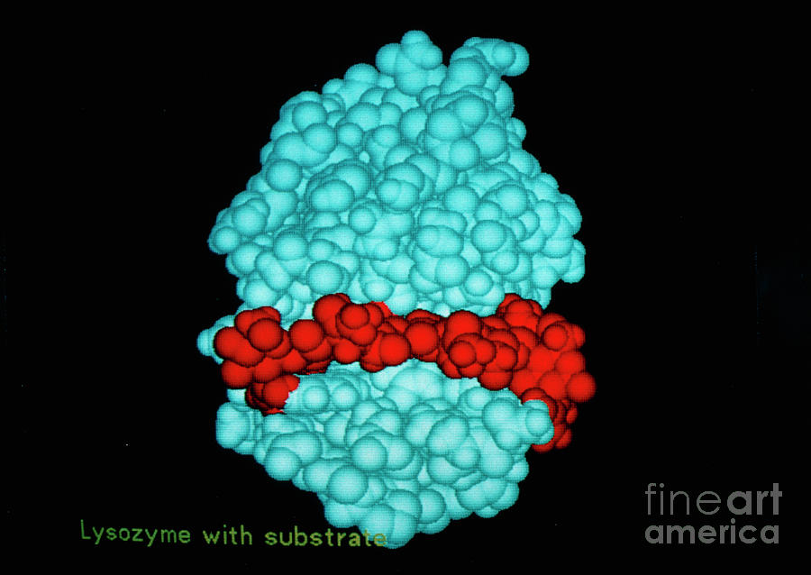Molecule Of Hen Egg White Lysozome Photograph by Div. Of Computer Research & Technology, National Institute Of Health/science Photo Library
