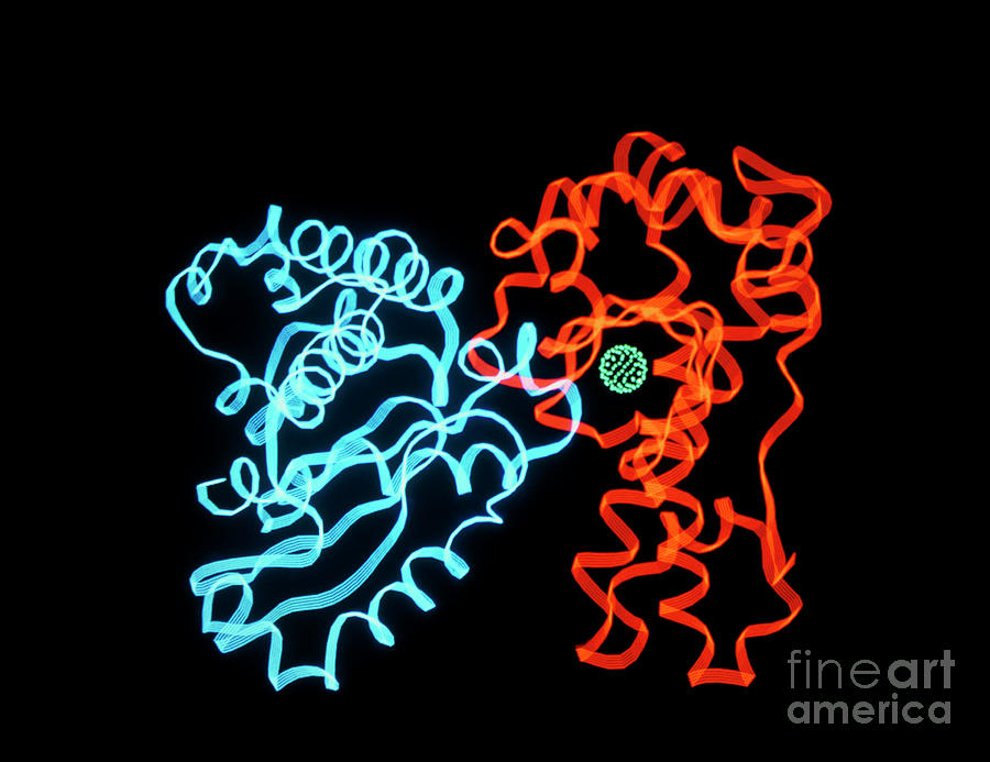 Molecule Of Manganese Superoxide Dismutase Photograph By Oxford Molecular Biophysics Laboratory 0970