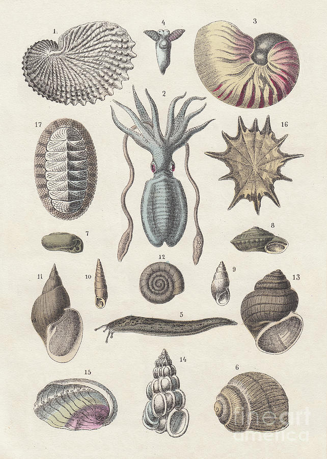 Mollusca, Hand-coloured Lithograph Digital Art by Zu 09