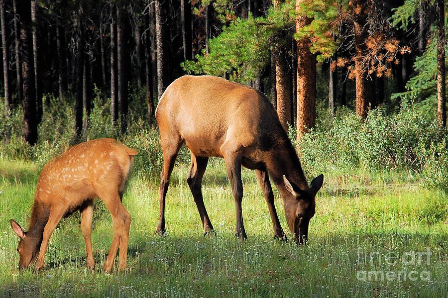 Mom and Baby Elk  Photograph by Elaine Manley