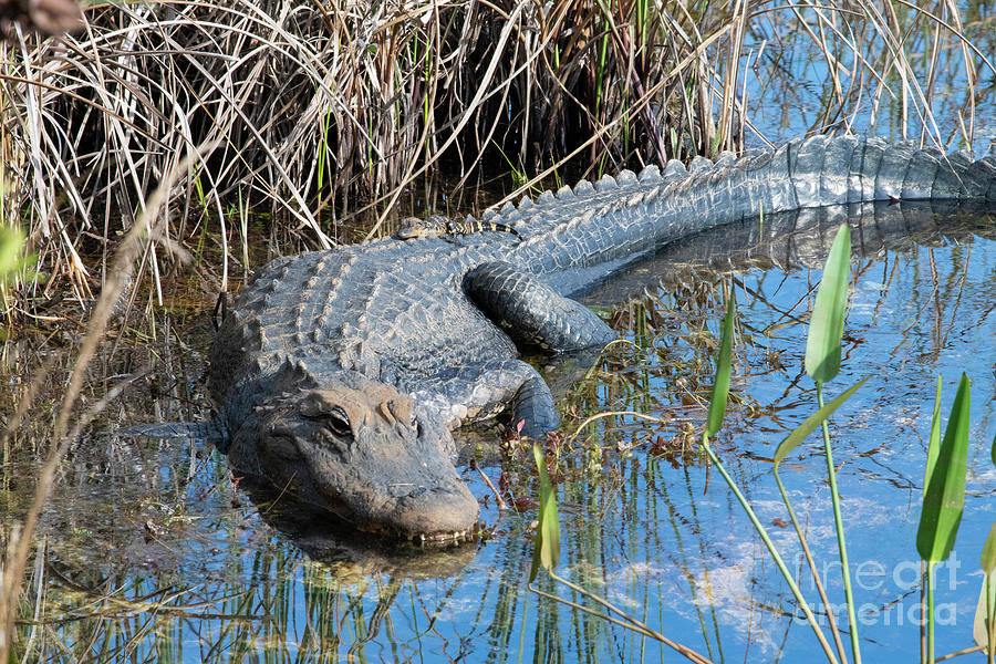 Mom And Baby Alligator Enjoying The Afternoon Sun, Everglades National Park Photograph by Greg Srabian