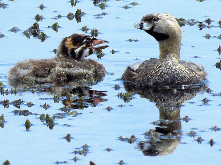 Mom and Baby Grebe  Photograph by Lori Frisch
