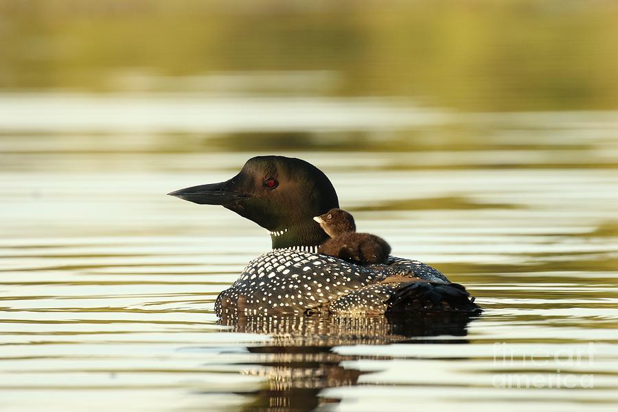 Mom and baby loon Photograph by Heather King