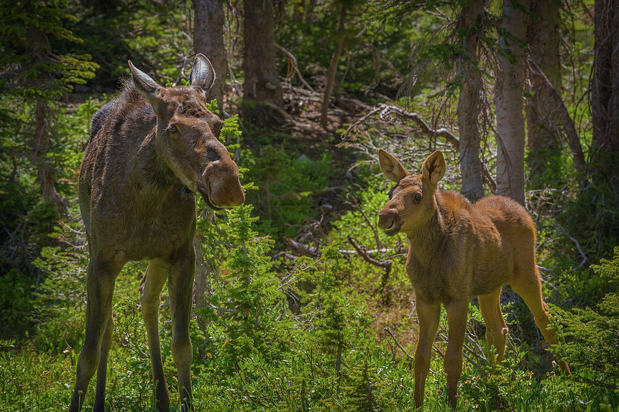 Mom and Baby Moose Photograph by Gary Kochel