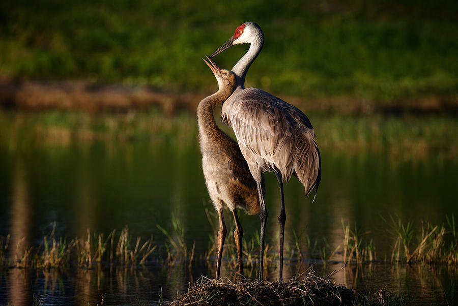 Mom And Baby Sandhill Crane Photograph by Victor Zhang