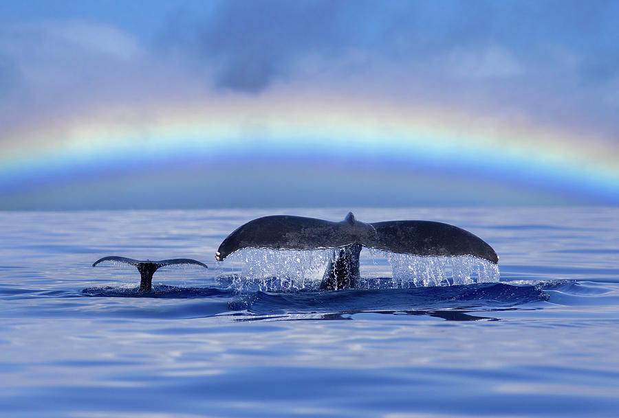 Mom And Calf Humpback Whales Off Maui Photograph by David Olsen