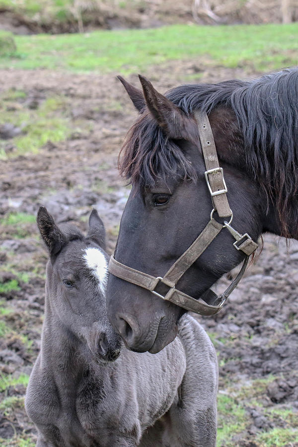Mom and Foal Photograph by Brook Burling Mom and Foal Photograph by Brook Burling