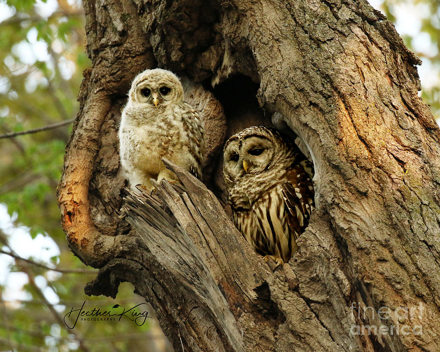 Mom and her baby owl Photograph by Heather King