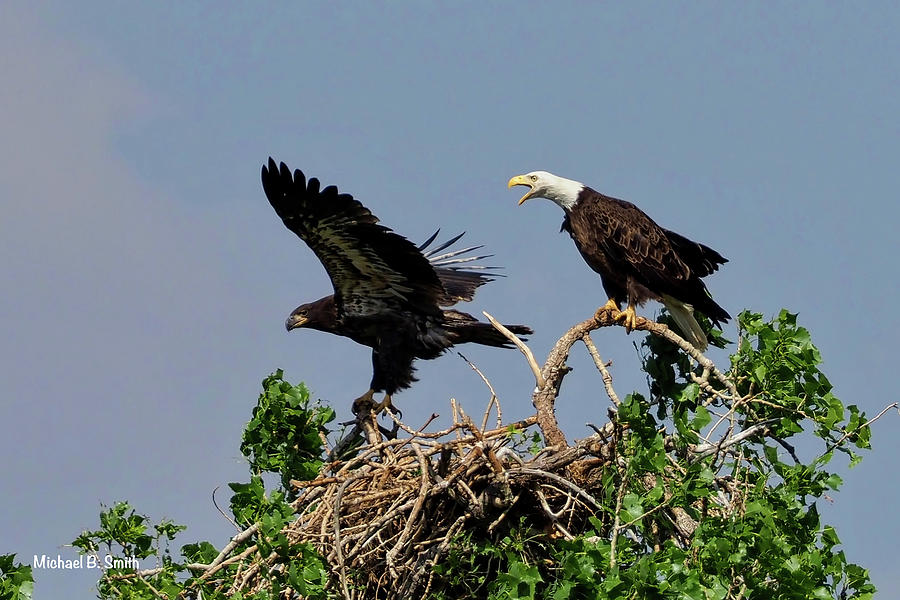 Mom Bald Eagle and Eaglet Photograph by Michael B Smith - Fine Art America