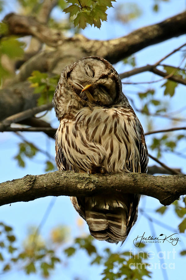 Mom barred owl preening Photograph by Heather King