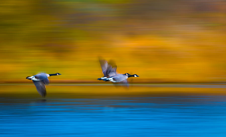 Geese Photograph - Mom, Dad, Wait For Me! by Kevin Wang
