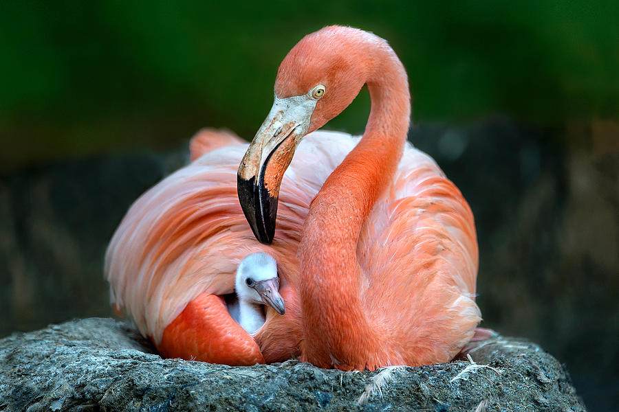 Flamingo Photograph - Mom Flamingo With Chick by Xavier Ortega