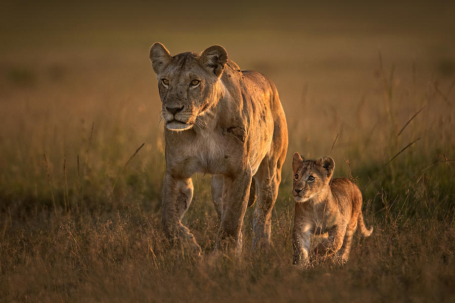 Mom Lioness With Cub Photograph by Xavier Ortega