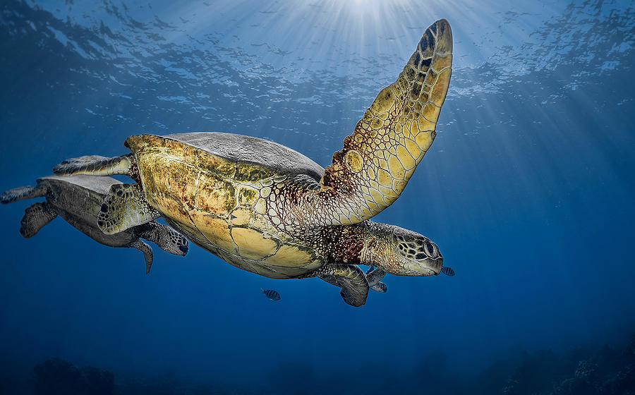 Turtle Photograph - Mom With Two Babies Out For A Morning Swim by Jennifer Lu