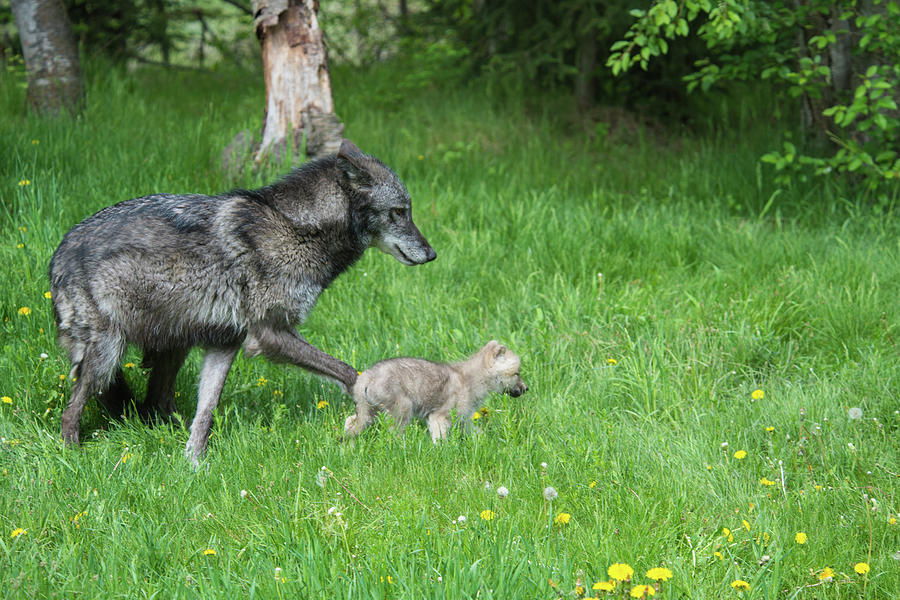 Baby Arctic Wolf With Mom