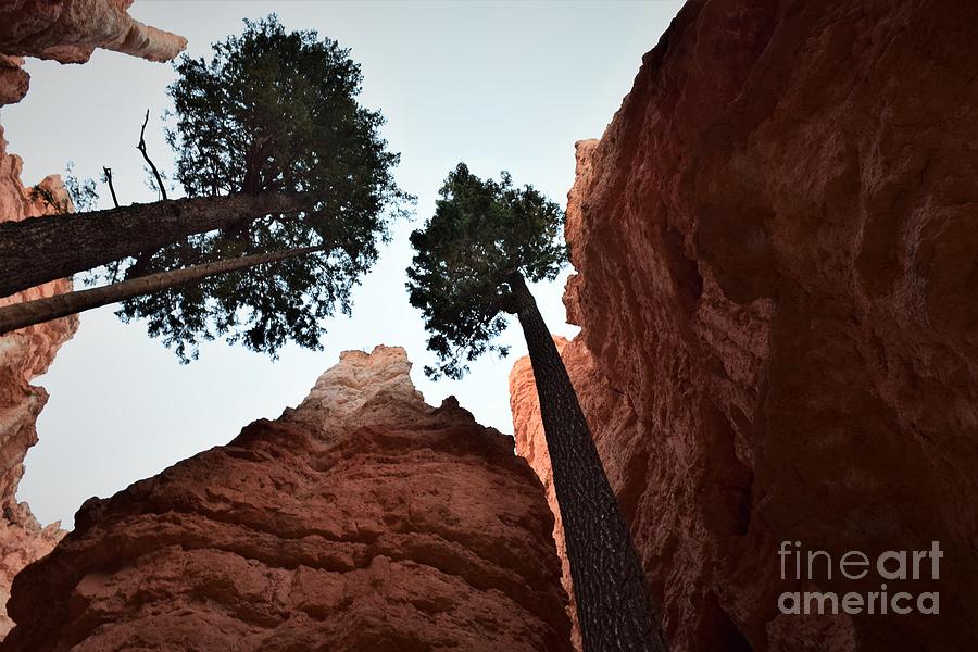 Moment of Awe, Bryce Canyon Photograph by Leslie M Browning