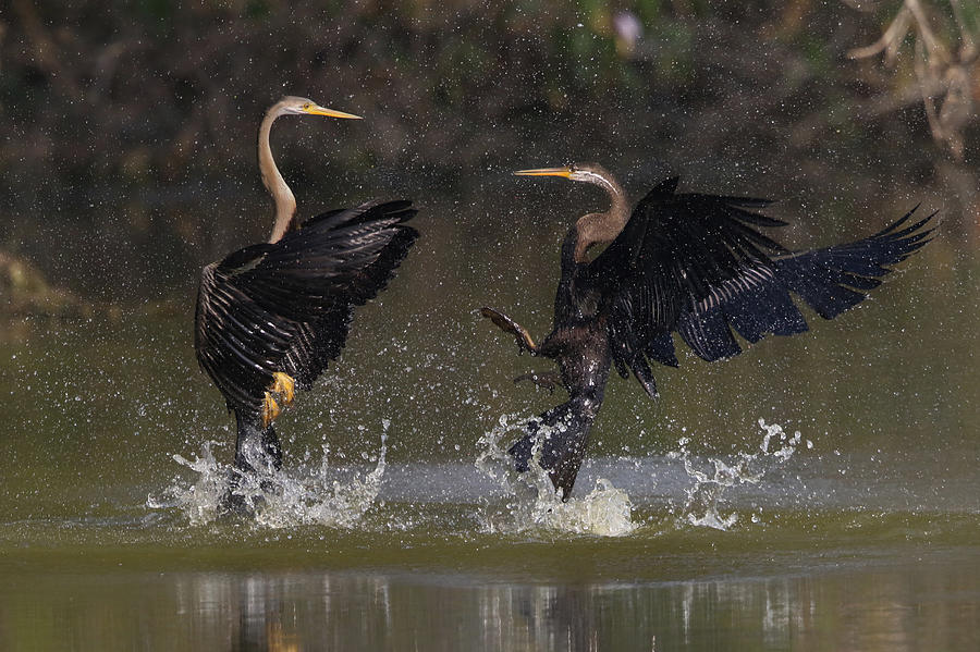 Wildlife Photograph - Moments Of Territorial Fight Between Two Darters by Partha Sarkar