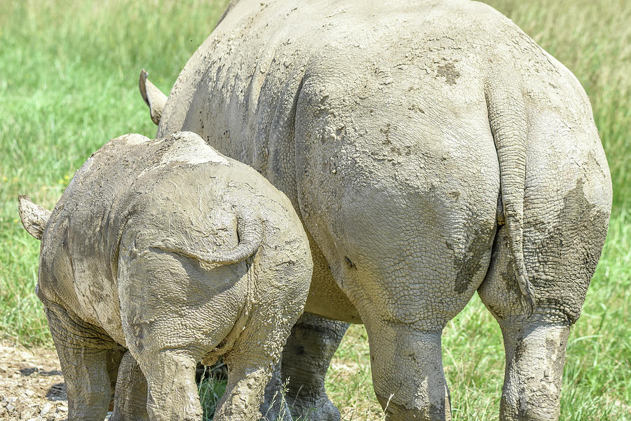 Momma and Baby Rhino Photograph by Michelle Wittensoldner