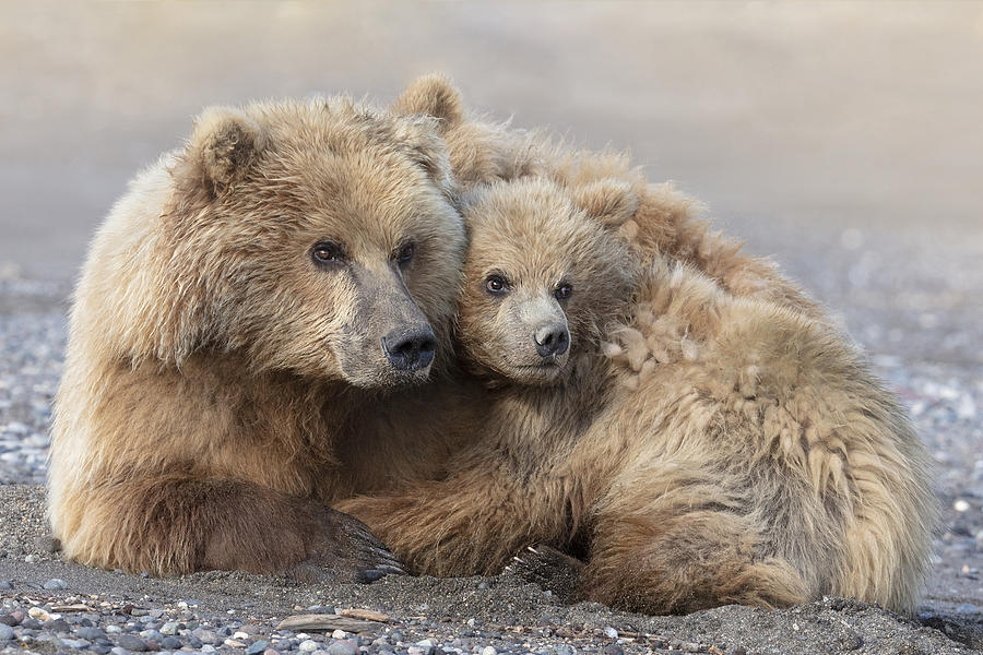 Momma Bear And Cub Aware Photograph by Linda D Lester