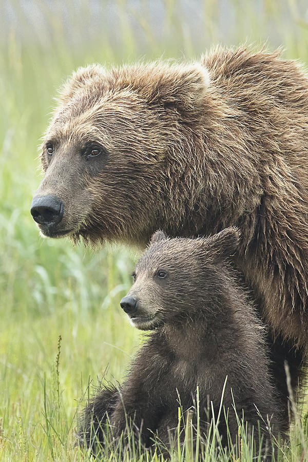 Momma Bear And Cub Portrait Photograph by Linda D Lester