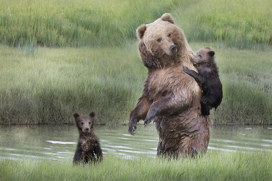 Momma Bear And Her Cubs Photograph by Linda D Lester