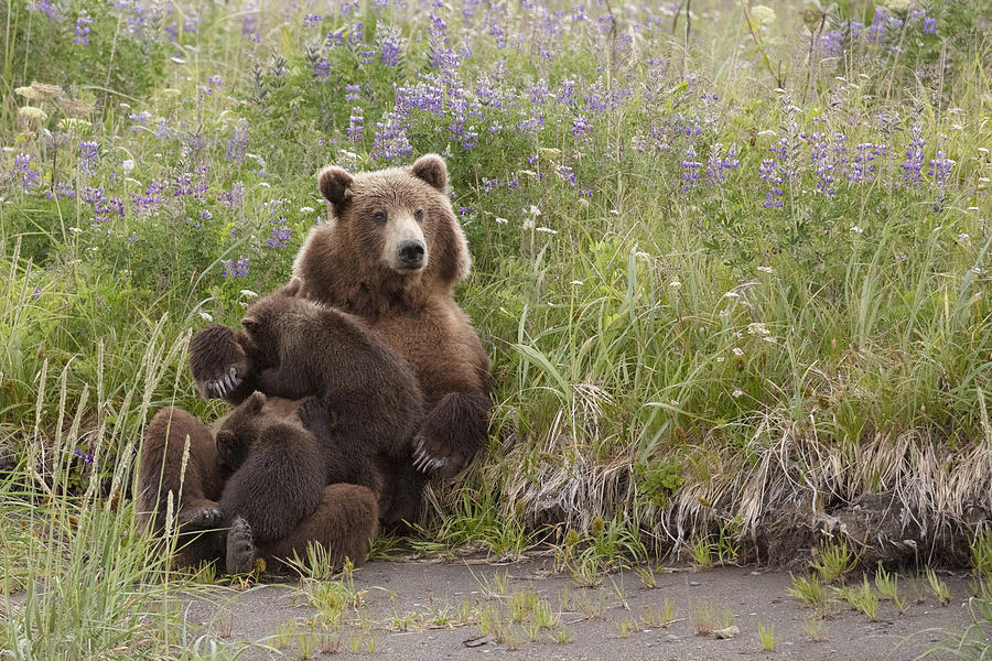 Momma Bear Nursing In The Lupines Photograph by Linda D Lester
