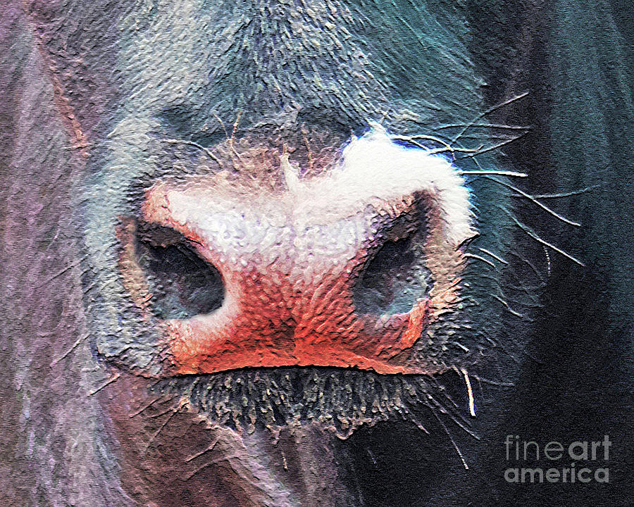 Momma Cow Nose Photograph by Terril Heilman