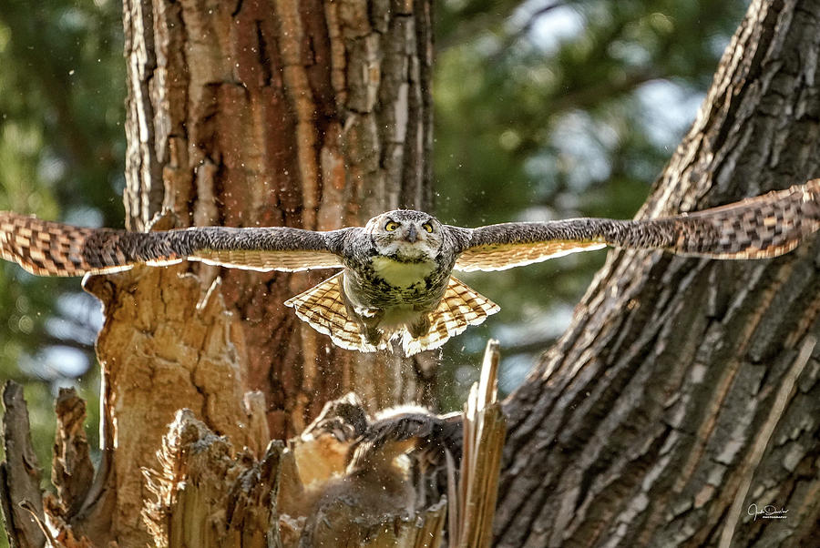 Momma Great Horned Owl Blasting out of the Nest by Judi Dressler Momma Great Horned Owl Blasting out of the Nest by Judi Dressler