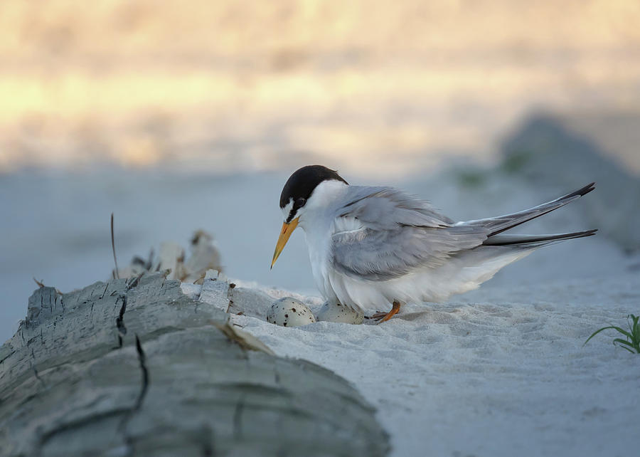 Momma Least Tern Photograph by Susan Rissi Tregoning