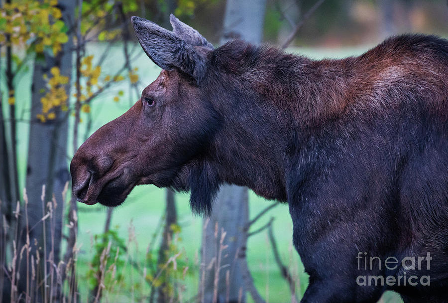 MOMMA MOOSE by Doug Sturgess MOMMA MOOSE by Doug Sturgess