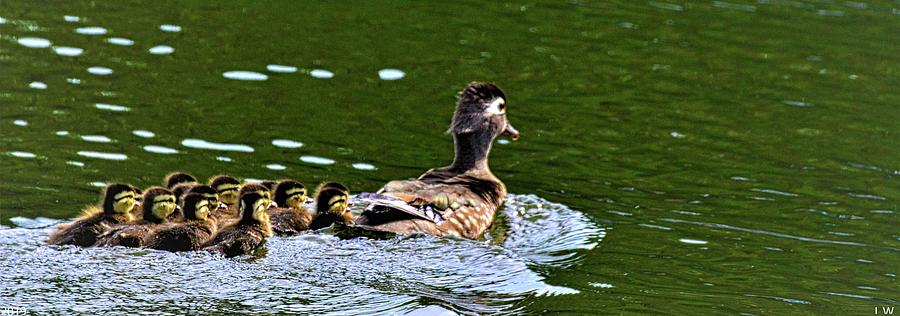 Momma Wood Duck With Her Brood by Lisa Wooten Momma Wood Duck With Her Brood by Lisa Wooten