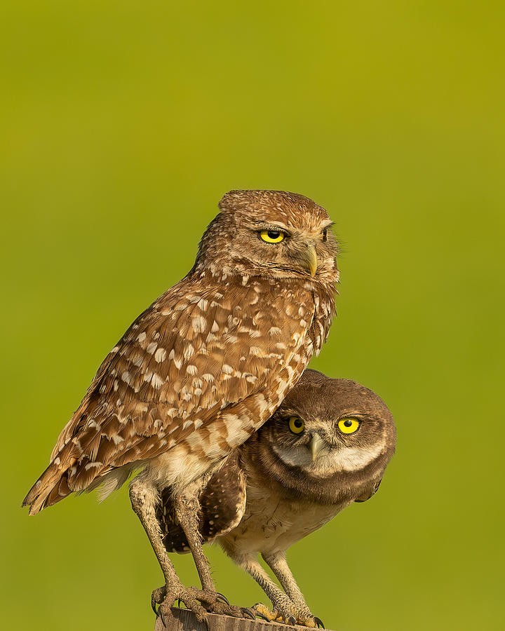 Mommy And Baby Burrowing Owls Photograph by Victor Wang
