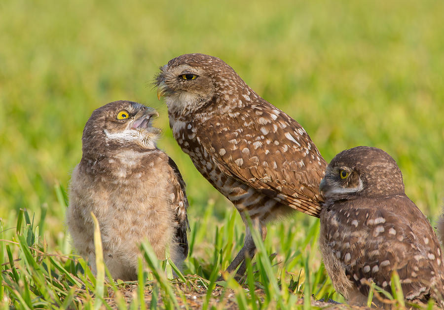 Nature Photograph - Mommy And Kids by Mike He