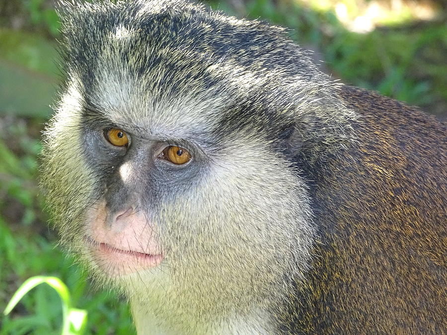 Mona Monkey Photograph by Dan Podsobinski