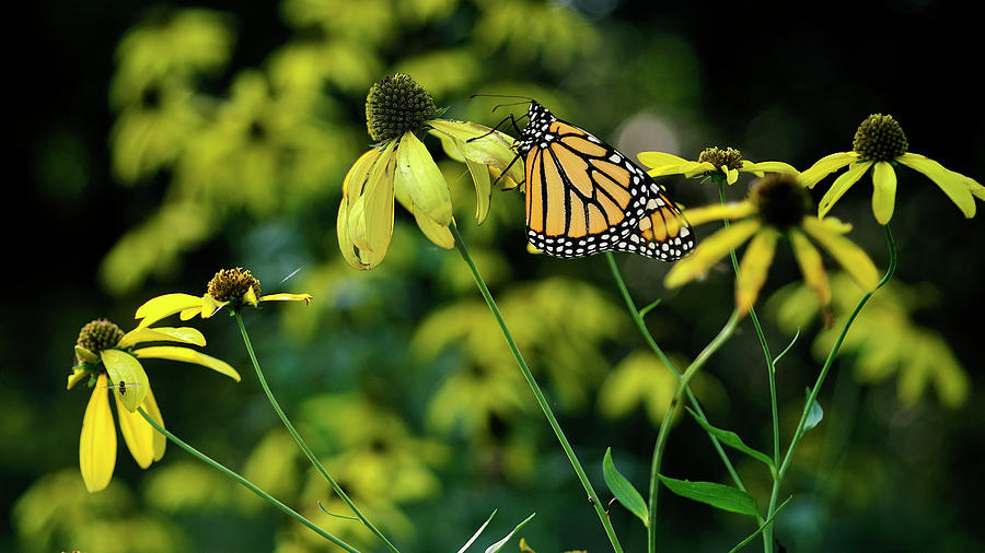 Monarch Butterfly Photograph - Monarch 2 by Gordon Semmens