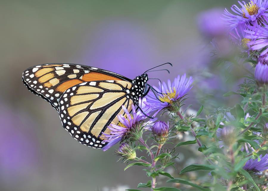 Monarch 2018-34 Photograph by Thomas Young