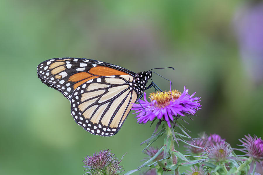 Monarch 2019-5 Photograph by Thomas Young