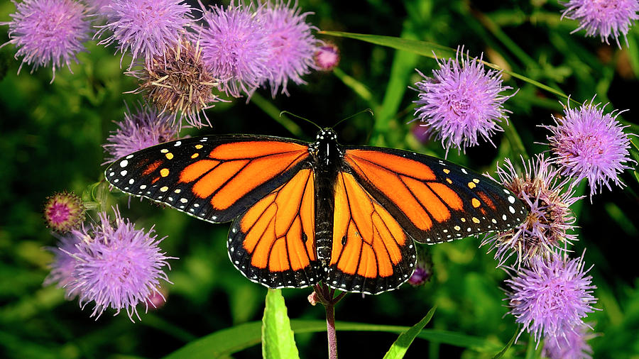 Monarch Butterfly Photograph - Monarch 3 by Gordon Semmens