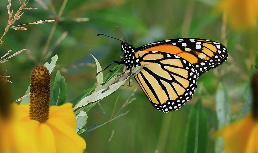 Monarch Butterfly Photograph - Monarch 4 by Gordon Semmens