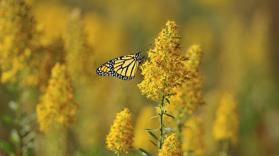 Monarch Butterfly Photograph - Monarch 7 by Gordon Semmens