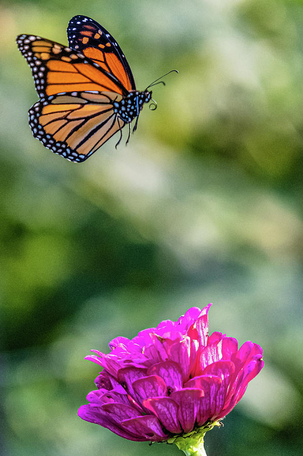Monarch about to Land on Dahlia Photograph by Harry Strharsky