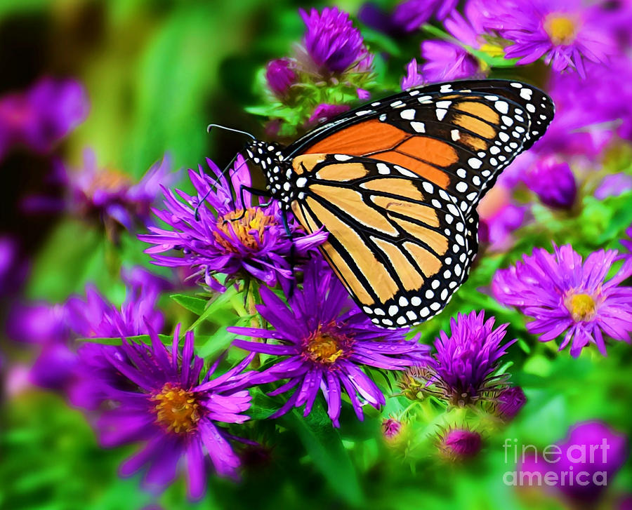 Monarch And Asters Photograph by Kathy M Krause