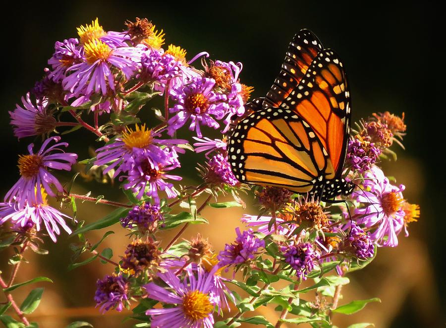 Monarch and Asters  Photograph by Lori Frisch