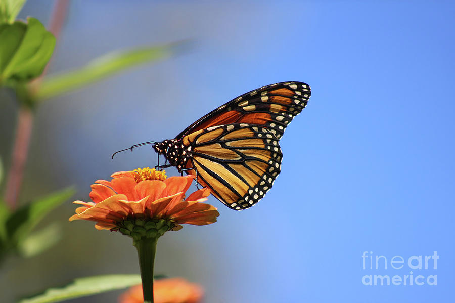 Monarch and Blue Sky Photograph by Karen Adams